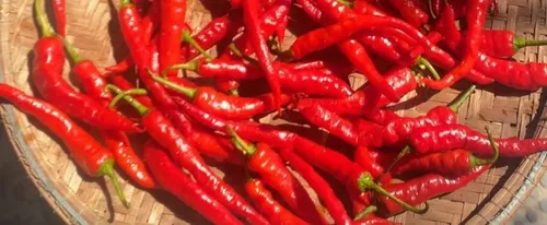 Ớt Chìa Vôi Quảng Trị