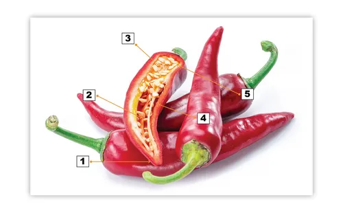Capsaicin là gì? - Nguồn gốc của vị Cay của Ớt